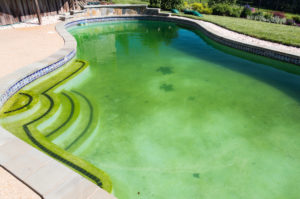 algae filled swimming pool